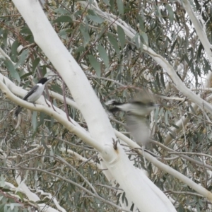 Cracticus torquatus at Evatt, ACT - 15 Jun 2017