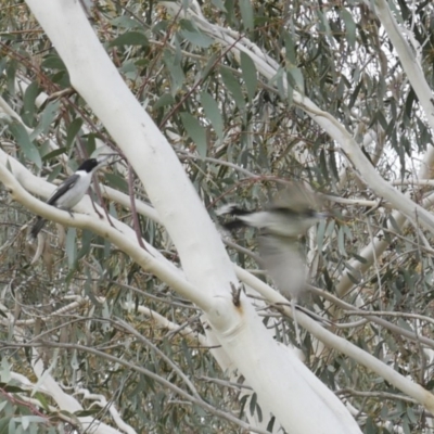 Cracticus torquatus (Grey Butcherbird) at Evatt, ACT - 15 Jun 2017 by DaveW