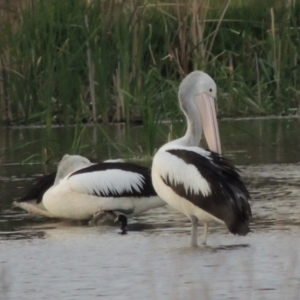 Pelecanus conspicillatus at Fyshwick, ACT - 10 Oct 2014