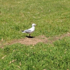 Chroicocephalus novaehollandiae (Silver Gull) at Greenway, ACT - 1 Dec 2016 by ozza