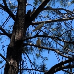 Cacatua sanguinea (Little Corella) at Greenway, ACT - 1 Dec 2016 by ozza