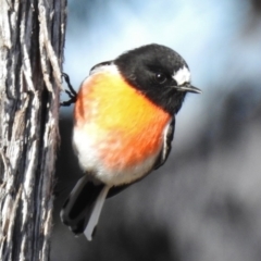 Petroica boodang (Scarlet Robin) at Kambah, ACT - 29 Jun 2017 by JohnBundock