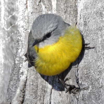 Eopsaltria australis (Eastern Yellow Robin) at Kambah Pool - 29 Jun 2017 by JohnBundock