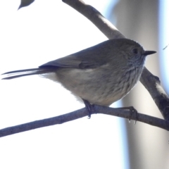 Acanthiza pusilla (Brown Thornbill) at Kambah Pool - 29 Jun 2017 by JohnBundock