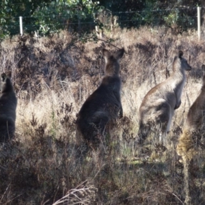 Macropus giganteus at Greenway, ACT - 14 Jun 2017