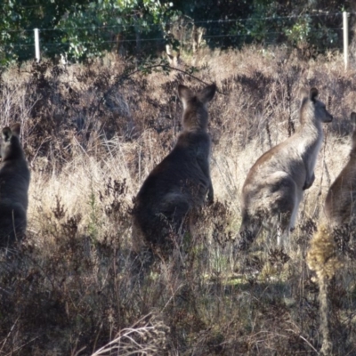 Macropus giganteus (Eastern Grey Kangaroo) at Greenway, ACT - 14 Jun 2017 by ozza