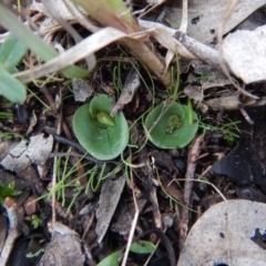 Corysanthes incurva (Slaty Helmet Orchid) at Aranda, ACT - 27 Jun 2017 by CathB