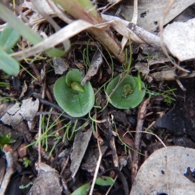 Corysanthes incurva (Slaty Helmet Orchid) at Aranda, ACT by CathB