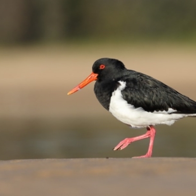 Haematopus longirostris (Australian Pied Oystercatcher) at Mogareeka, NSW - 29 Jun 2017 by Leo