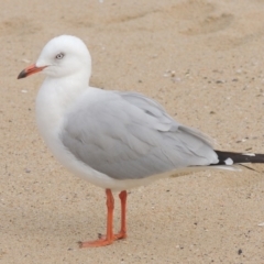 Chroicocephalus novaehollandiae (Silver Gull) at Batemans Marine Park - 14 Jun 2014 by michaelb