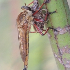 Colepia ingloria at Greenway, ACT - 10 Jan 2016