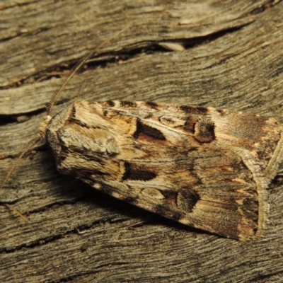 Agrotis munda (Brown Cutworm) at Conder, ACT - 28 Oct 2016 by MichaelBedingfield