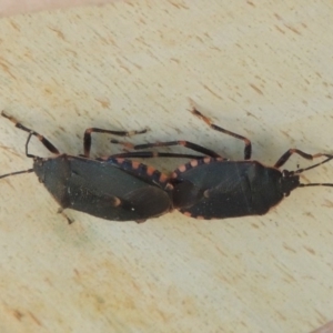 Notius depressus at Paddys River, ACT - 16 Jan 2017