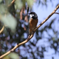 Pachycephala rufiventris (Rufous Whistler) at Googong, NSW - 31 Mar 2016 by Wandiyali