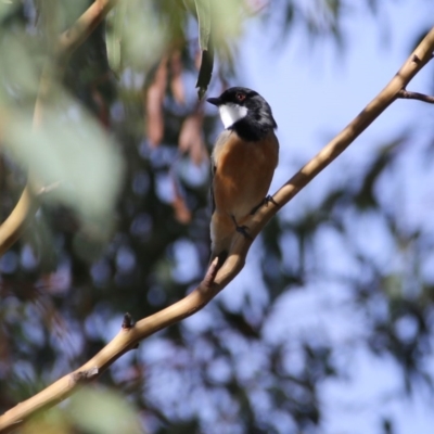 Pachycephala rufiventris (Rufous Whistler) at Googong, NSW - 31 Mar 2016 by Wandiyali