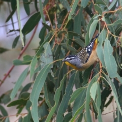 Pardalotus punctatus (Spotted Pardalote) at Googong, NSW - 25 Mar 2016 by Wandiyali