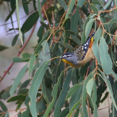 Pardalotus punctatus (Spotted Pardalote) at Googong, NSW - 25 Mar 2016 by Wandiyali