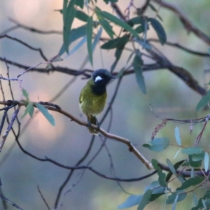 Nesoptilotis leucotis at Googong, NSW - 24 Apr 2016