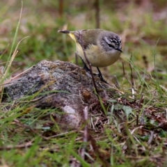 Acanthiza chrysorrhoa (Yellow-rumped Thornbill) at Wandiyali-Environa Conservation Area - 28 Aug 2016 by Wandiyali