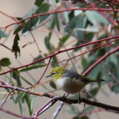 Zosterops lateralis (Silvereye) at Googong, NSW - 31 Mar 2016 by Wandiyali