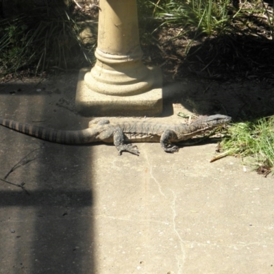 Varanus rosenbergi (Heath or Rosenberg's Monitor) at Wamboin, NSW - 15 Nov 2012 by Varanus