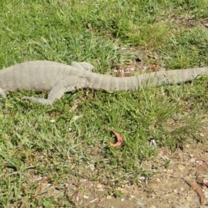 Varanus rosenbergi at Wamboin, NSW - 12 Nov 2010