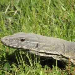 Varanus rosenbergi at Wamboin, NSW - suppressed