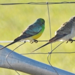 Psephotus haematonotus (Red-rumped Parrot) at Gordon, ACT - 29 Jun 2017 by JohnBundock