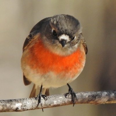 Petroica boodang (Scarlet Robin) at Tennent, ACT - 30 Jun 2017 by JohnBundock