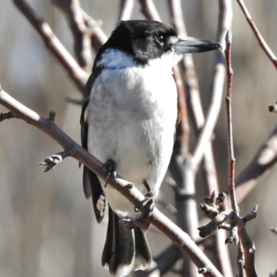 Cracticus torquatus (Grey Butcherbird) at Tennent, ACT - 30 Jun 2017 by JohnBundock