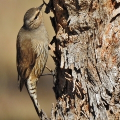 Climacteris picumnus (Brown Treecreeper) at Tennent, ACT - 30 Jun 2017 by JohnBundock