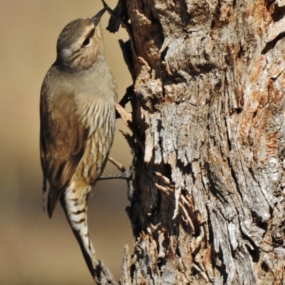 Climacteris picumnus victoriae (Brown Treecreeper) at Tennent, ACT - 30 Jun 2017 by JohnBundock