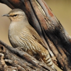 Climacteris picumnus at Tennent, ACT - 30 Jun 2017