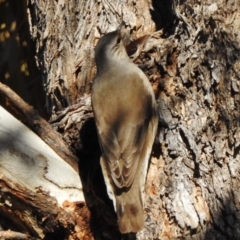 Climacteris picumnus at Tennent, ACT - 30 Jun 2017