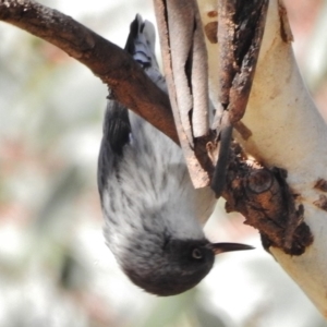 Daphoenositta chrysoptera at Tennent, ACT - 30 Jun 2017 12:40 PM