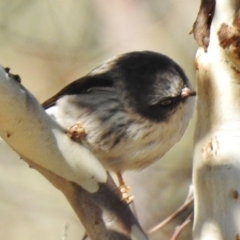 Daphoenositta chrysoptera at Tennent, ACT - 30 Jun 2017