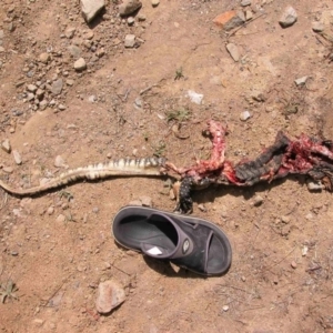 Varanus rosenbergi at Bywong, NSW - 25 Mar 2007