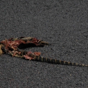 Varanus rosenbergi at Bywong, NSW - 25 Mar 2007