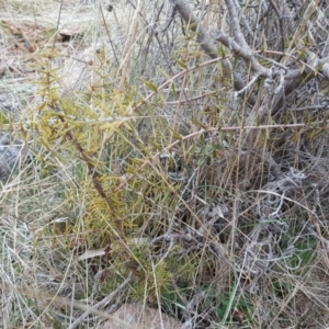 Acacia ulicifolia at Isaacs, ACT - 30 Jun 2017