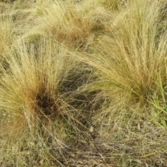 Nassella trichotoma (Serrated Tussock) at Isaacs, ACT - 30 Jun 2017 by Mike