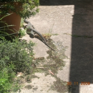 Varanus rosenbergi at Wamboin, NSW - 30 Nov 2008