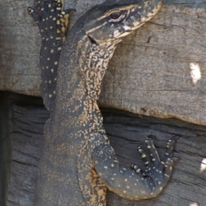 Varanus rosenbergi at Wamboin, NSW - suppressed