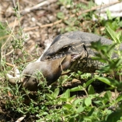 Varanus rosenbergi at Wamboin, NSW - suppressed