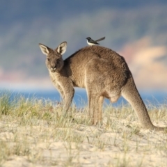 Macropus giganteus (Eastern Grey Kangaroo) at Eden, NSW - 9 Jun 2017 by Leo