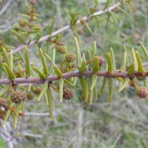 Acacia ulicifolia at Isaacs, ACT - 30 Jun 2017