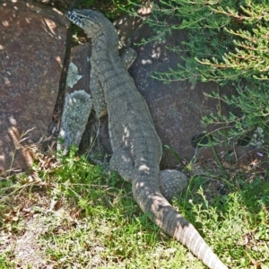 Varanus rosenbergi at Wamboin, NSW - 23 Feb 2011