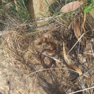 Parasuta flagellum (Little Whip-snake) at Wamboin, NSW - 25 Apr 2002 by Varanus