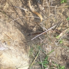 Parasuta flagellum at Wamboin, NSW - suppressed