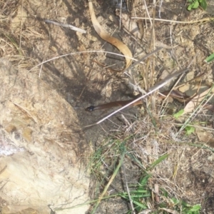 Parasuta flagellum at Wamboin, NSW - suppressed