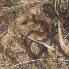 Parasuta flagellum at Wamboin, NSW - suppressed